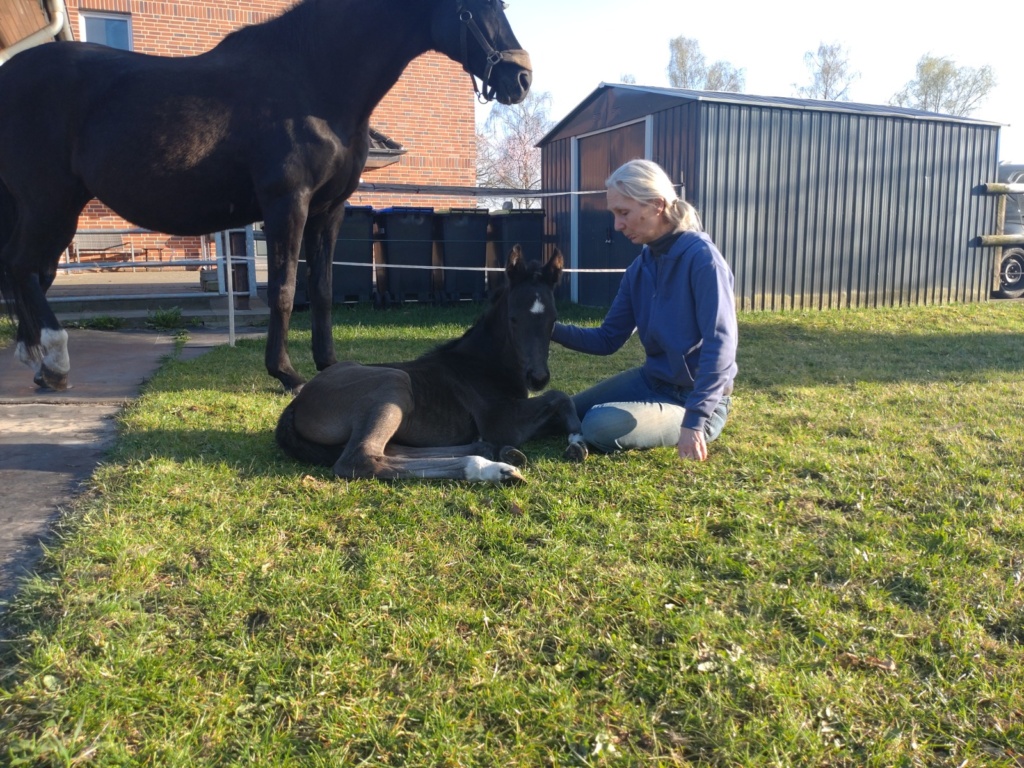 Züchterin Silke Kuhlenkamp mit dem neugeborenen Stutfohlen Eliana (Extreme U.S. x De Niro) in der Sonne. Im Hintergrund steht die entspannte Mutterstute Deelayla auf dem Rasen und passt auf beide auf.