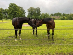 3-jähriger Hannoveraner Hengst Valor Saltare von Vitalis aus einer De Niro-Mutter