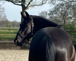 4-jähriger Hannoveraner Wallach Valor Saltare von Vitalis aus einer De Niro-Mutter im Portrait