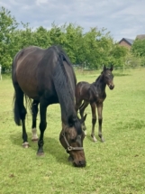 Rapphengstfohlen 2025 Proud James x Fürstenball mit Mutter auf der Weide blickt aufmerksam in die Kamera