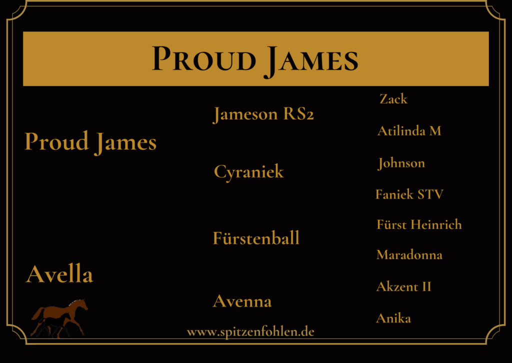 Rapphengstfohlen 2025 von Proud James x Avella von Fürstenball mit Eltern und Großeltern
