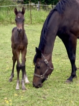 Sehr junges Rapphengstfohlen von Proud James aus Avella von Fürstenball mit Mutter auf der Weide