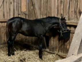 Fünf Monate altes Rapphengstfohlen von Proud James aus Avella von Fürstenball im Stall beim Fressen