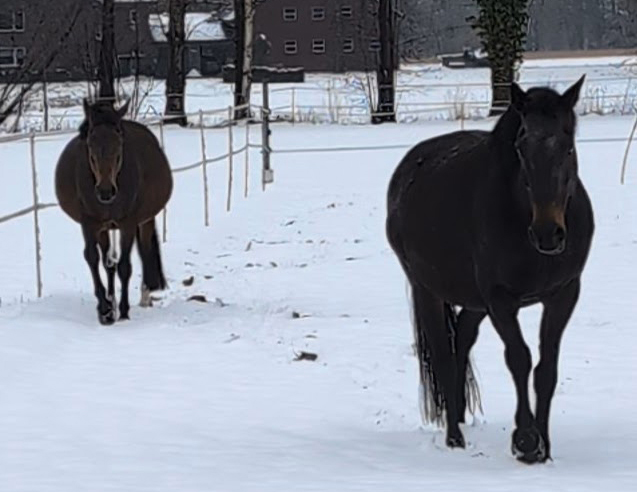 Dressurfohlen 2026 – Zwischen Schnee, Stroh und Vorfreude