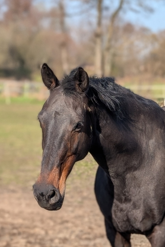 Zuchtstute Bostrade von Jazz x Flemmingh genießt die Sonne und ist tragend von Dante Weltino OLD - dieses Dressurfohlen 2026 steht zum Verkauf