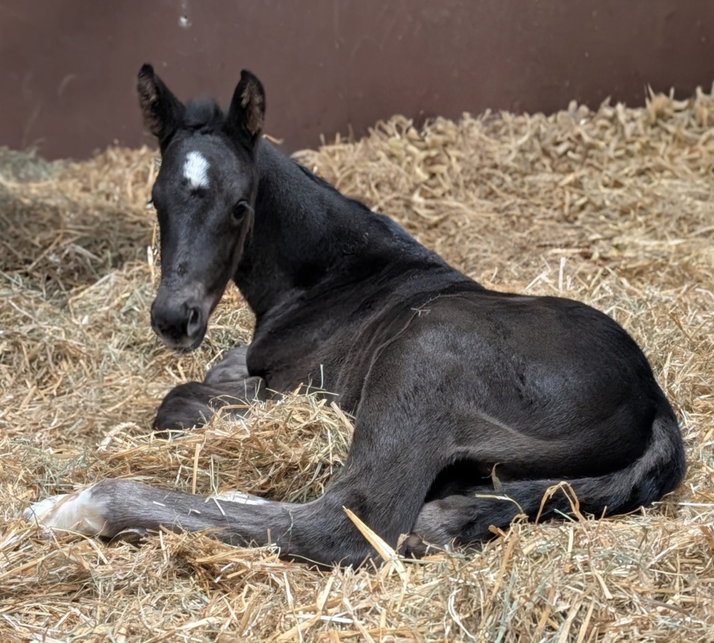 1 Tag altes KWPN Rappstutfohlen mit Stern und vier weißen Füßen von Blue Hors St. Schufro aus der Jackie S von Jazz x Ferro im Stroh liegend und in die Kamera schauend