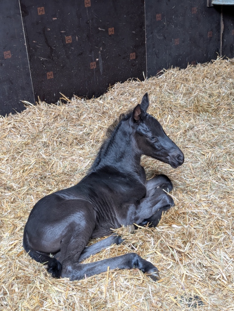 1 Tag altes KWPN Rappstutfohlen von Dante Weltino OLD aus der Bostrade von Jazz x Flemmingh im Stroh liegend black - dressage filly