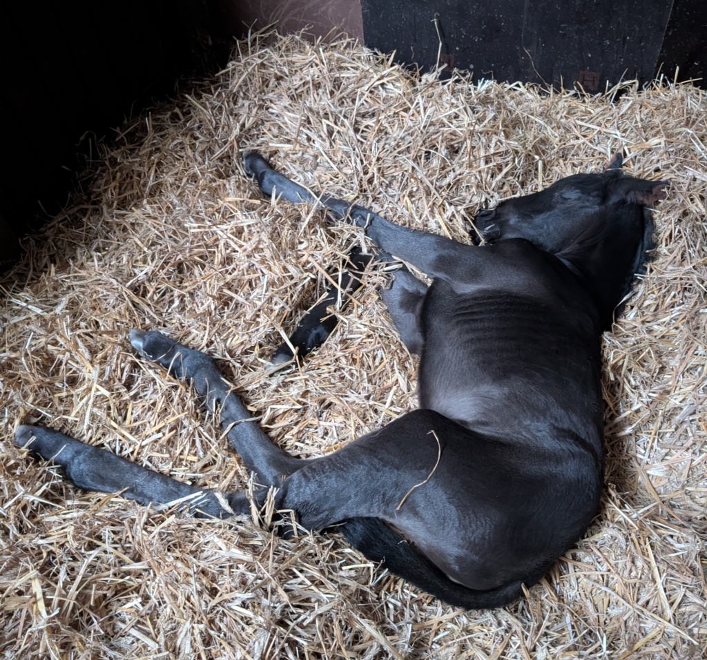 neugeborenes Rappstutfohlen von Dante Weltino OLD aus der Bostrade von Jazz x Flemmingh schlafend