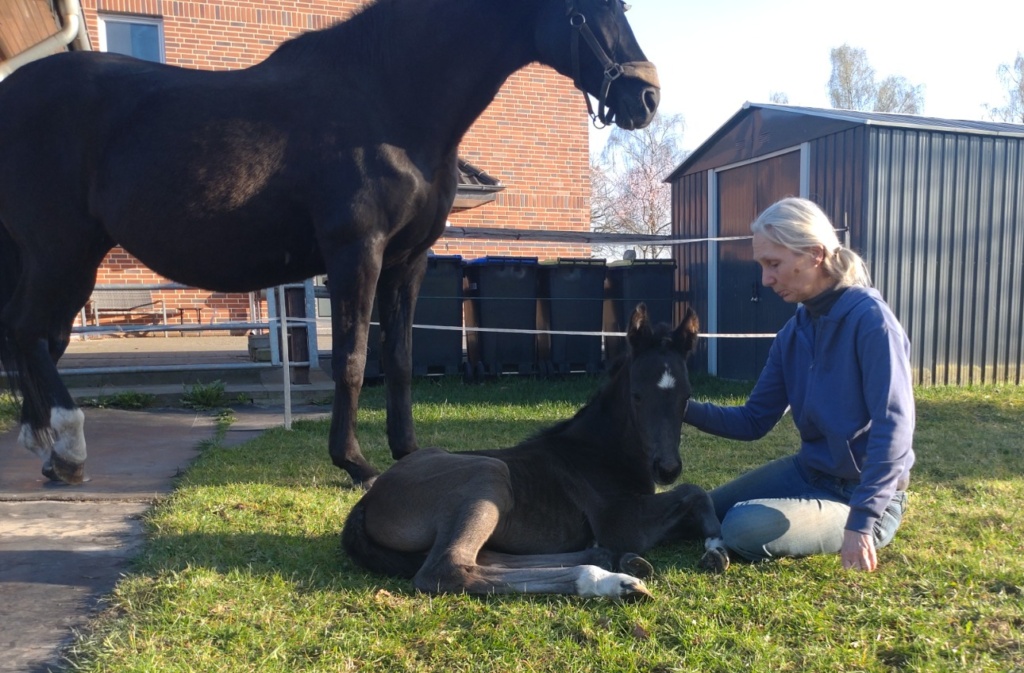 Züchterin Silke Kuhlenkamp mit dem neugeborenen Stutfohlen Eliana von Extreme U.S. in der Sonne. Im Hintergrund steht die entspannte Mutterstute Deelayla (De Niro x Weltmeyer) auf dem Rasen und passt auf beide auf.