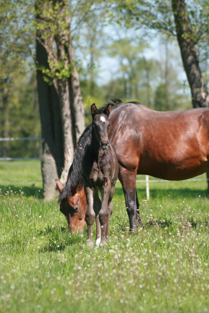 5 Tage altes Hannoveraner Rappstutfohlen St. Soulina Noir von Blue Hors St. Schufro aus der Jackie S von Jazz x Ferro gemeinsam mit ihrer Mutter auf der sonnigen Weide stehend mare and foal