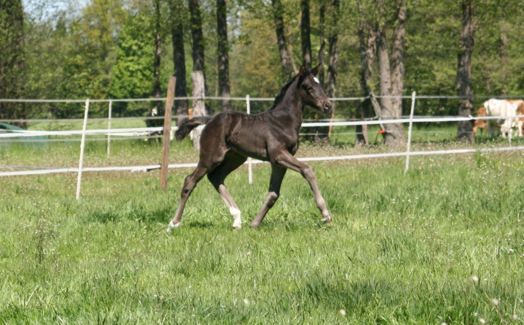 1 Woche altes Hannoveraner Rappstutfohlen St. Soulina Noir von Blue Hors St. Schufro aus der Jackie S von Jazz x Ferro trabend über die Weide mit viel Takt und Elastizität dressage prospect