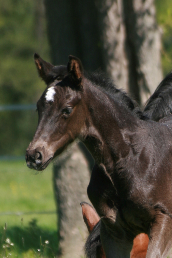 2 Tage altes Hannoveraner Rappstutfohlen St. Soulina Noir von Blue Hors St. Schufro aus der Jackie S von Jazz x Ferro süßes Kopfportrait mit aufmerksamem Blick und viel Charme dressage filly