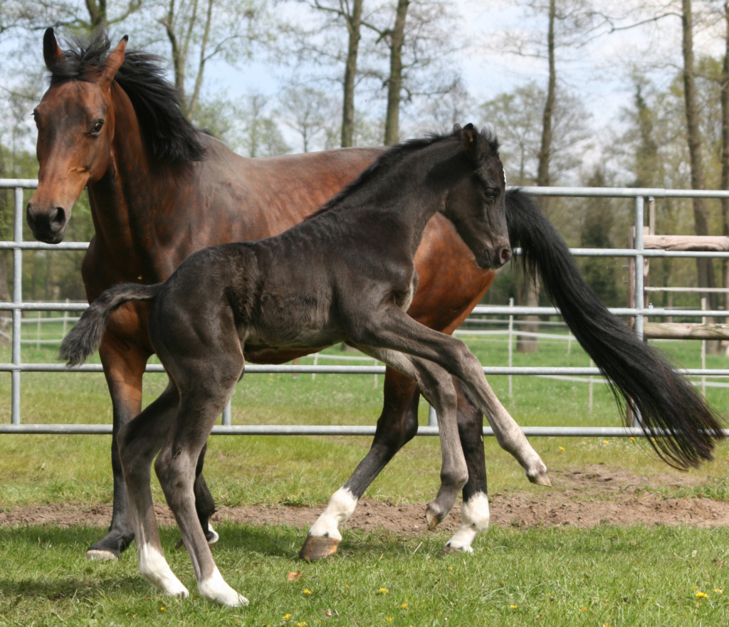 1 Tag altes Hannoveraner Rappstutfohlen St. Soulina Noir von Blue Hors St. Schufro aus der Jackie S von Jazz x Ferro bockend neben ihrer Mutter auf der Weide mit viel Lebensfreude dressage foal filly